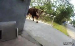 沐鸣代理开户疯牛发狂冲向男童 湖北警将牛引向本人被撞伤倒地