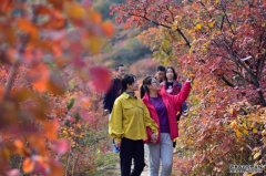沐鸣总代理﻿五彩中国\北国枫彩醉人 红叶经济火热\