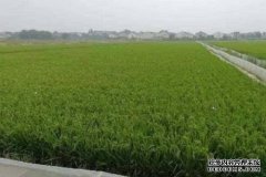 沐鸣直属总代农业农村部将制定约3000项标准，及时更新豁免农药名单
