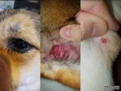 沐鸣注册大埔宠物美容师疑虐狗 区议员陪同5狗主报案