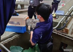 沐鸣 APP下载深井15动物疑被高处掷下亡 爱协及警方进单位搜证
