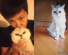 沐鸣客户端下载18岁爱猫离世 何韵诗千字文悼念