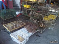 沐鸣招商主管称野味是人类刚性需求 中国野保协会接受行政处罚