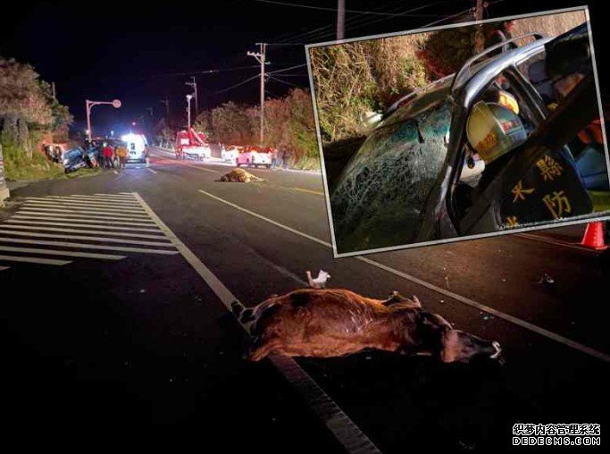 沐鸣总代理台东私家车黑夜撞死两牛 女司机脑部重创
