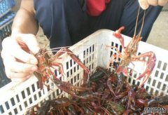 沐鸣总代理湖北小龙虾日销超650吨 销往全国360多个城市