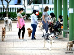 沐鸣注册确诊者混种短毛猫测试呈阳性 暂无新冠病毒病徵