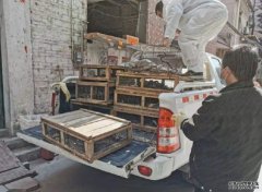 沐鸣直属招商内地加强打击野生动物非法交易 无良商转战网络平台