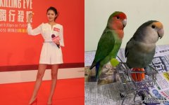 沐鸣苹果版APP下载无晒司仪外快工作 陈庭欣好彩仲买得起雀粮