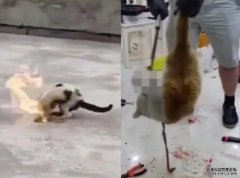 山东大学沐鸣主管生拔舌剥皮拍虐猫片贩卖 两个月害死80隻