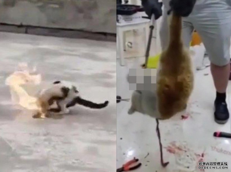 山东大学沐鸣主管生拔舌剥皮拍虐猫片贩卖 两个月害死80隻