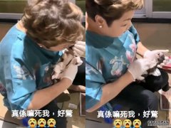 沐鸣客户端下载报喜10隻狗BB出世后有下文 肥妈人工呼吸救11哥1粒钟