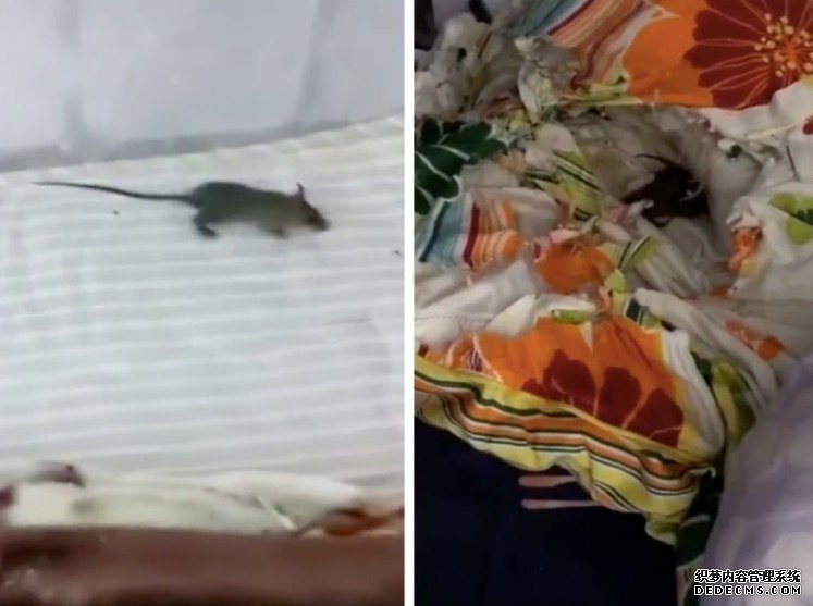 沐鸣主管 学生宿舍变老鼠窝 校方:或房内残留食物所致