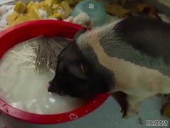 沐鸣主管武汉封城致宠物猪独留家中 一度断粮咬烂食物盘