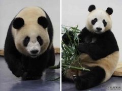 沐鸣直属代理武汉动物园关闭3个月重开 大熊猫胖了15斤