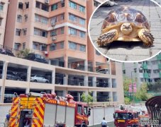 观塘单位充电器起火两沐鸣注册母子送院 乌龟走火警
