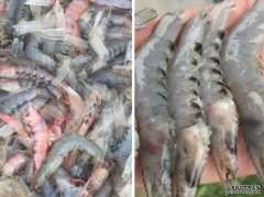 日媒指中国现「虹彩病毒」沐鸣招商主管疫情 内媒称水产传染性高