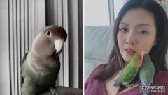 五岁半鹦鹉突然离世沐鸣iOS版APP下载 陈庭欣赶见最后一面