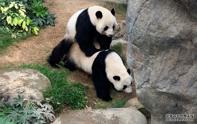 乐乐盈盈得B 沐鸣注册下月有分晓