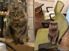 沐鸣直属代理设计公司招聘月薪过万「玩猫」 大批网民投信