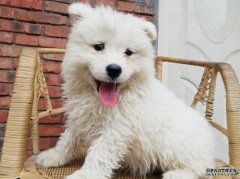 沐鸣主管四川20岁男为出售幼犬 拍虐狗片要爱狗人士凑钱卖下