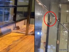 沐鸣总代理食客投诉老鼠横行火锅店 店员淡定回应：牠吃饱就会走