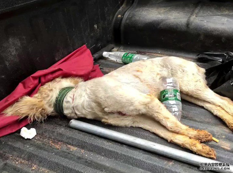 宠物狗当街被乱棍打死 城管:沐鸣主管打狗者并非城管人员