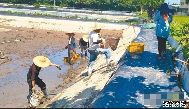 台湾爆发「虹彩病毒」疫情沐鸣主管 扩至16间虾场全扑杀