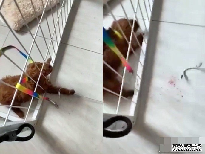 虐狗狂网上炫耀「战绩」沐鸣直属代理 贵妇狗惨遭剪耳钢筋穿头