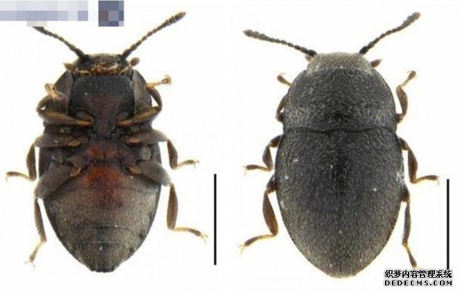 沐鸣直属招商海南西沙群岛发现新物种 命名为「石屿海泽甲」