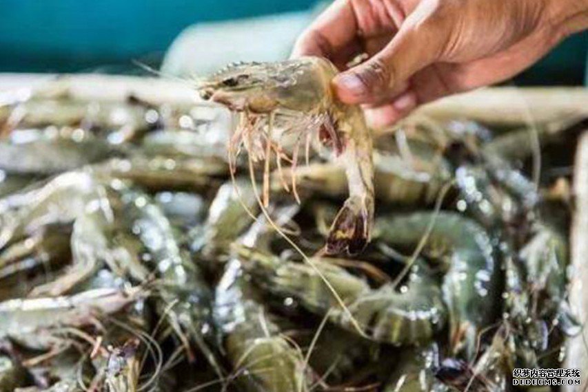 沐鸣招商主管5省市厄瓜多尔冻虾包装验出病毒 货品已全下架