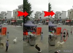 沐鸣总代理两狗追逐被狗绳绊倒 老妇头部著地不幸离世