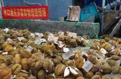 广西再现一批来历不明榴槤沐鸣招商主管 被销毁成有机肥