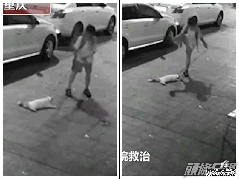 沐鸣总代理男童潜食店偷钱再虐猫 抛高挞落地踩头     