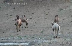 沐鸣招商主管甘肃保护区现白化野生骆驼 官员︰全球首见