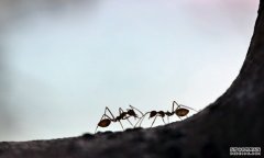 珠海女沙滩戏水遭红沐鸣主管火蚁咬伤 昏迷休克险死