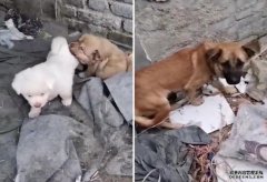 沐鸣总代理男子用狗肉冒充牛羊肉做饭盒出售