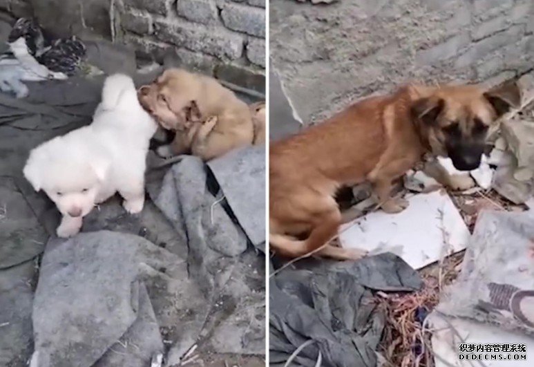 沐鸣总代理男子用狗肉冒充牛羊肉做饭盒出售
