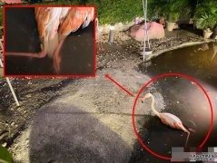 花莲咖啡沐鸣招商主管店红鹤遭男童穷追掷物 断脚露骨伤重不治     