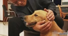 金毛犬耗半月徒步100沐鸣招商主管公里回家 主人心痛：这辈子不再分开