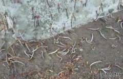 沐鸣总代理爆虫虫危机 上万夜蛾幼虫啃光绿叶老树变枯木