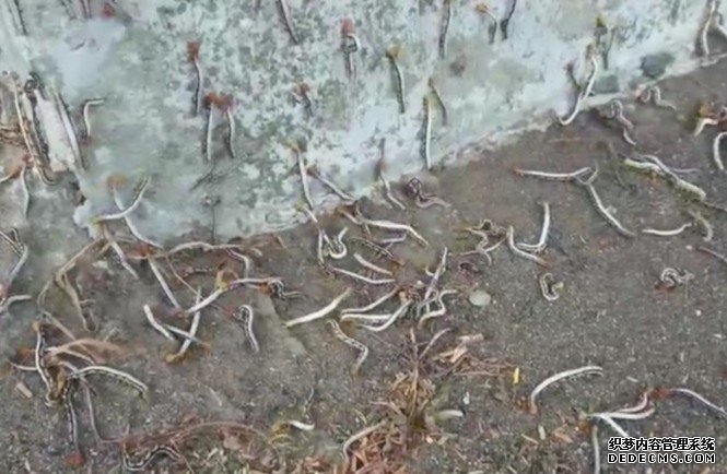 沐鸣总代理爆虫虫危机 上万夜蛾幼虫啃光绿叶老树变枯木