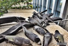 内蒙雀鸟离奇撞牆 沐鸣直属总代每日过百隻死亡
