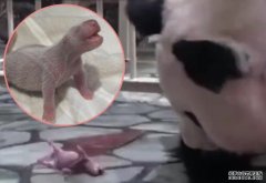 旅日大熊猫沐鸣总代理良滨产子 中国专家全程线上指导