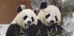 旅居美国大熊猫一家三口延长逗留至2023年