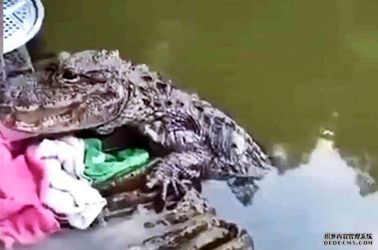河边洗碗遇鳄鱼 安徽沐鸣招商主管「淡定姐」:牠不会伤人