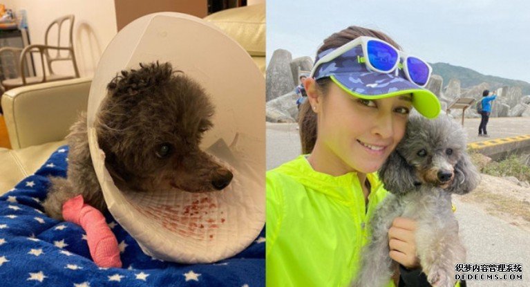 爱犬疑剥17隻牙致盲眼 李思沐鸣安卓版APP下载雅自责没多查询宠物医院