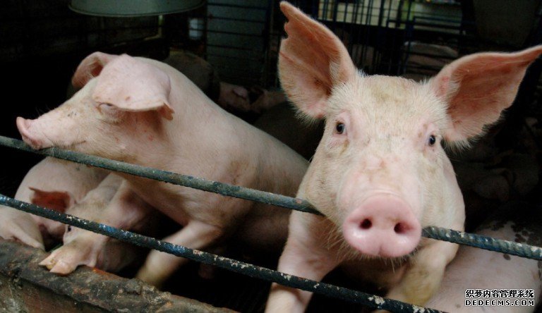 农业农村部指猪肉产量沐鸣代理招商及价格恢复正常
