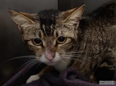 八个月大雌沐鸣注册猫遭弃养面临人道毁灭 主人偕义工今早接回