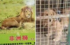 内地动物园疑以狗代沐鸣代理招商非洲狮 家长慨叹：要怎样与孩子解释呢