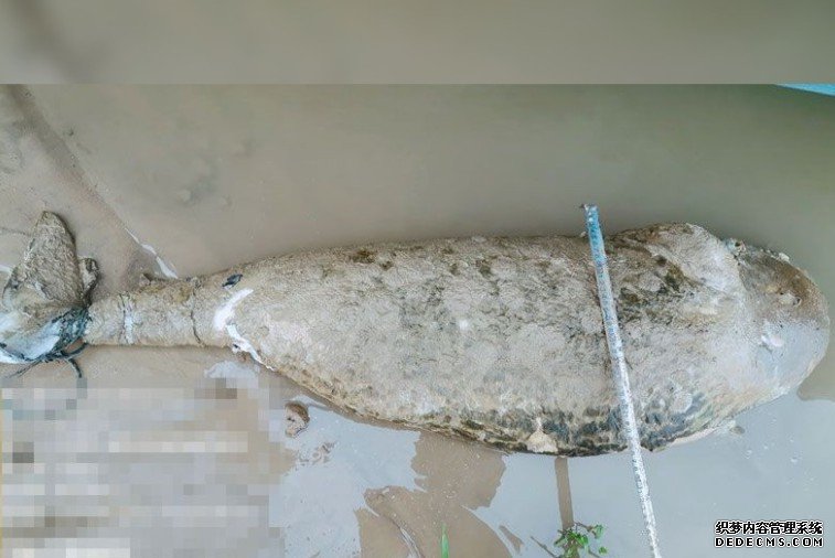 鄱阳湖再现江沐鸣代理招商豚尸 疑被「鬼网」缠死